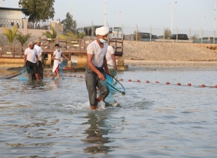 مهرجان الحريد بجزر فرسان موروث شعبي يؤسس لمستقبل سياحي واستثماري واعد 