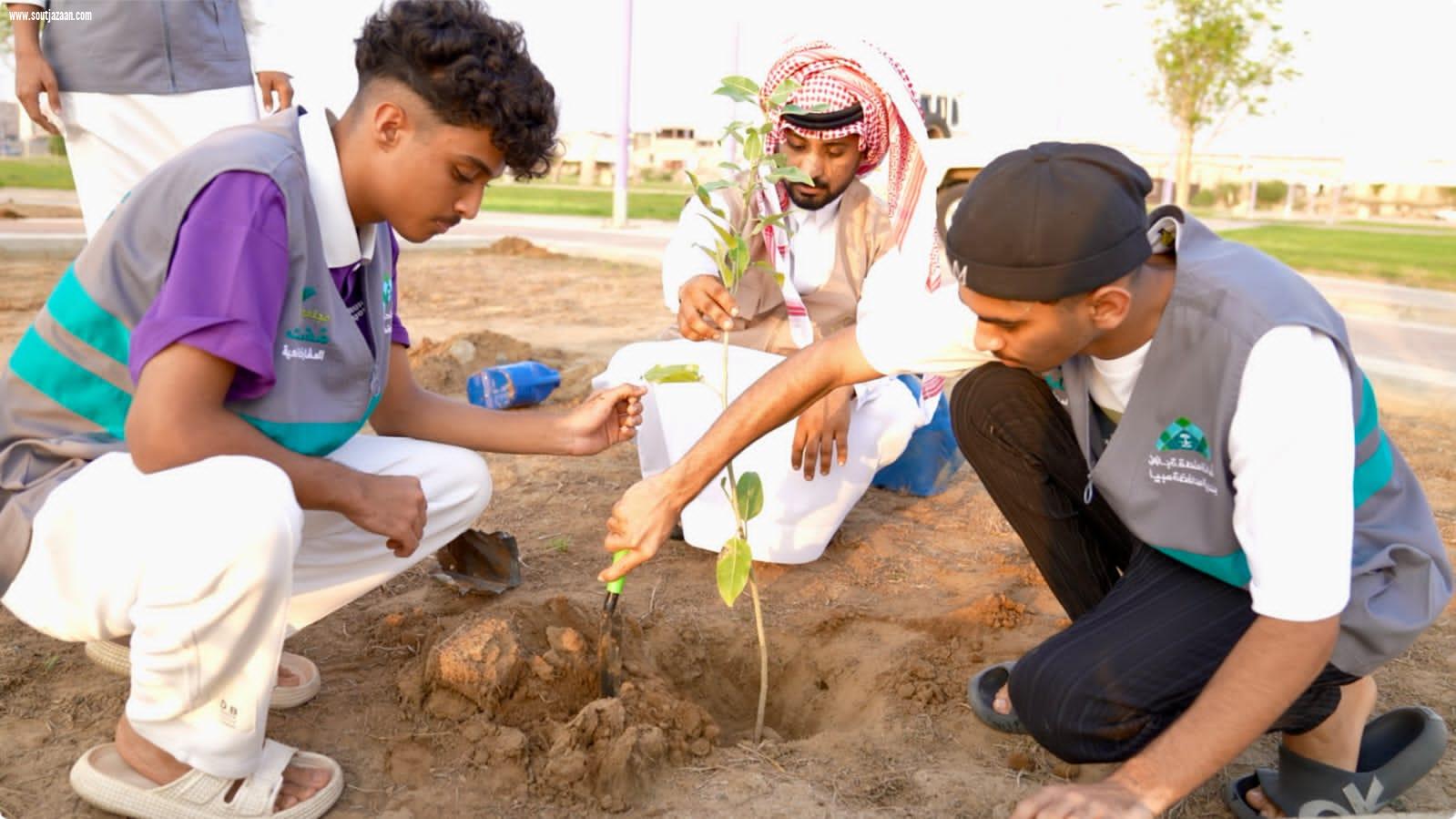 بلدية محافظة صبيا تنفذ مبادرة للتشجير تحت شعار صبيا الخضراء
